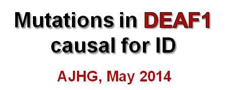 Paper in AJHG 2014 about DEAF1